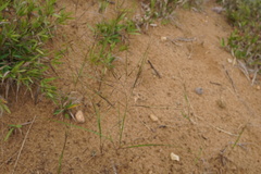 Aristida tuberculosa