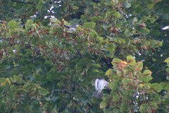 Delichon urbicum urbicum