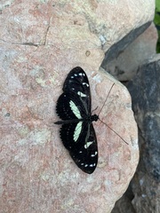 Heliconius atthis