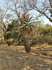 Aloe marlothii
