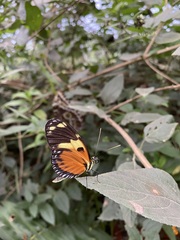 Heliconius ismenius metaphorus