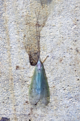 Polymorphanisus ocularis