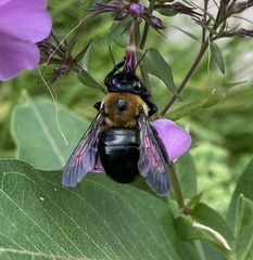 Xylocopa virginica