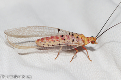 Italochrysa stigmatica