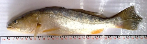 Orangemouth corvina (Cynoscion xanthulus) — Sciaenidae — 2
