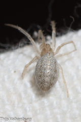 Larinia lineata
