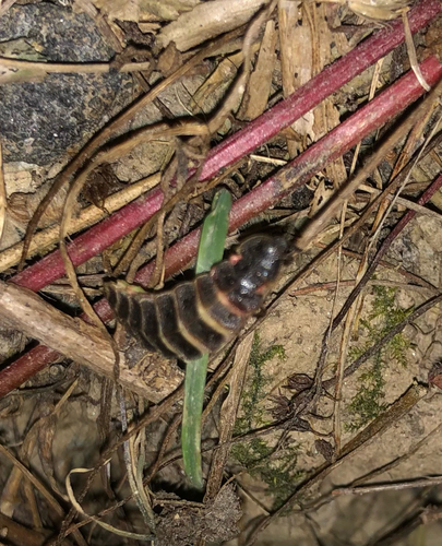 Common glow-worm