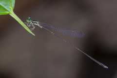 Amphicnemis gracilis