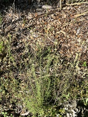 Brickellia eupatorioides floridana