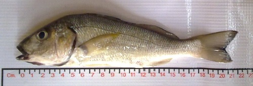 Raucous grunt (Haemulopsis leuciscus) — Haemulidae — 5