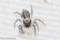 Menemerus taeniatus