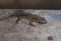 Sphenomorphus melanopogon