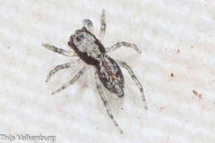 Menemerus taeniatus