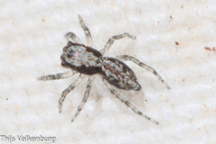 Menemerus taeniatus