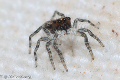 Menemerus taeniatus