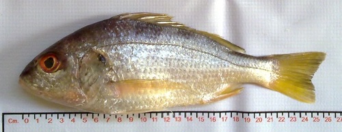 Panama grunt (Pomadasys panamensis) — Haemulidae — 2