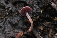 Cortinarius bibulus