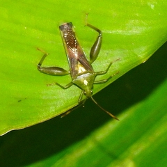 Spathophorini