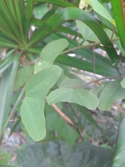 Passiflora biflora image