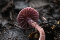 Cortinarius bibulus