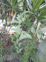 Passiflora biflora