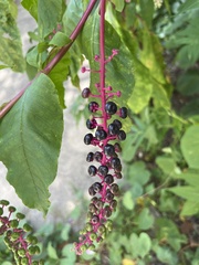 Phytolacca americana