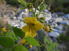Senna villosa