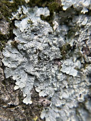 Crespoa crozalsiana