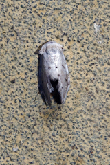 Niphopyralis