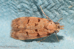 Symmoca tofosella