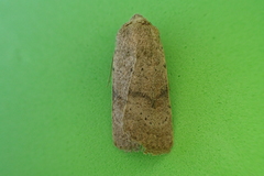 Caradrinina