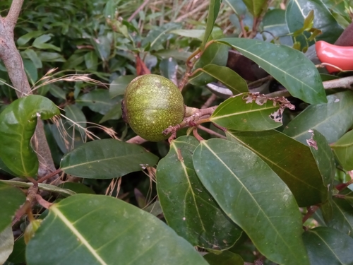 Ficus sarmentosa var. lacrymans image