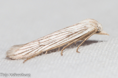 Pterolonche albescens