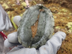 Haliotis tuberculata