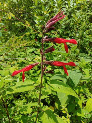 Image of Salvia fulgens by (c) Alan Rockefeller, some rights reserved (CC BY)