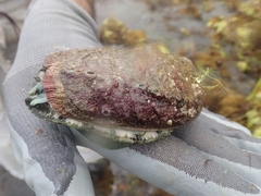 Haliotis tuberculata