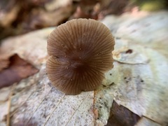 Entoloma longistriatum