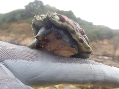 Haliotis tuberculata