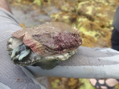 Haliotis tuberculata