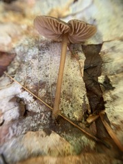 Entoloma longistriatum