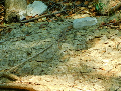 Aspidoscelis parvisocius