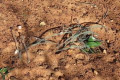 Gethyllis gregoriana