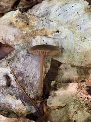 Entoloma longistriatum