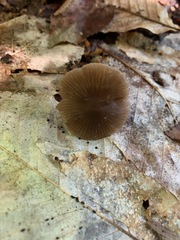 Entoloma longistriatum