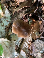 Entoloma longistriatum