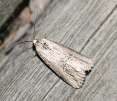 Crambodes talidiformis