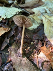 Entoloma longistriatum