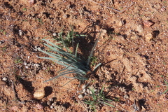 Gethyllis gregoriana