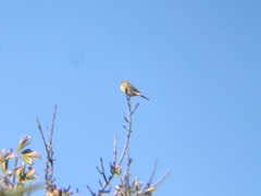 Serinus canaria canaria