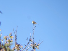 Serinus canaria canaria